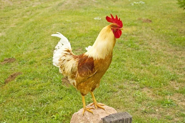 एक खेत में एक मुर्गी का क्लोजअप ( गैलस गैलस घरेलू ) — स्टॉक फ़ोटो, इमेज
