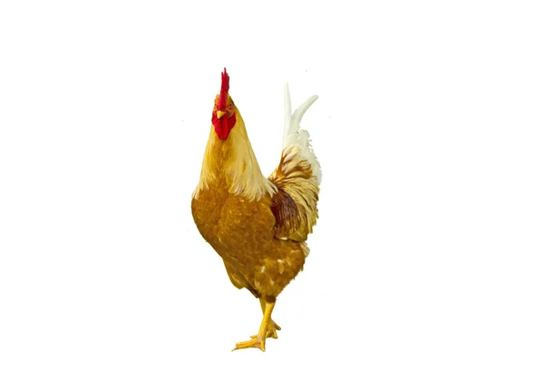 En höna kyckling i vit bakgrund — Stockfoto