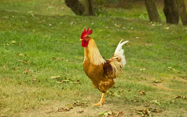 Stock image Closeup of a hen in a farmyard (Gallus gallus domesticus)