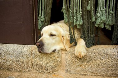 Golden retriever köpek kapı