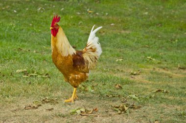 Bir tavuk (Gallus gallus domesticus çiftlik avlusu closeup)