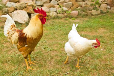 Bir tavuk (Gallus gallus domesticus çiftlik avlusu closeup)