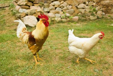 Bir tavuk (Gallus gallus domesticus çiftlik avlusu closeup)