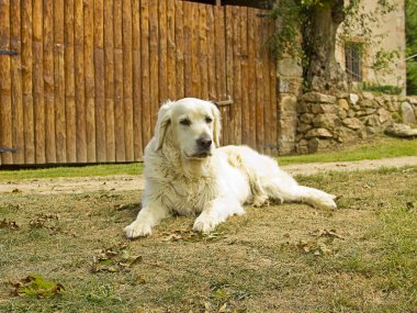 golden retriever köpek bahçede yalan