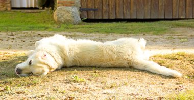 golden retriever köpek bahçede yalan