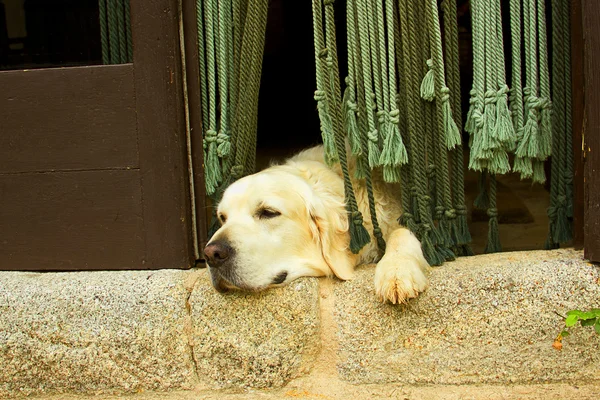 Cane golden retriever alla porta — Foto Stock