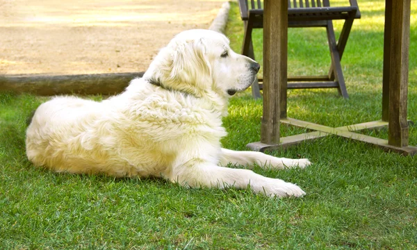 ゴールデンレトリーバー犬は庭で横になっています。 — ストック写真