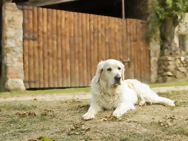 En Golden retriever hund som ligger i hagen – stockfoto