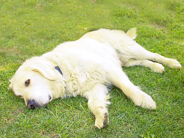 Zlatý retrívr pes leží v zahradě — Stock fotografie