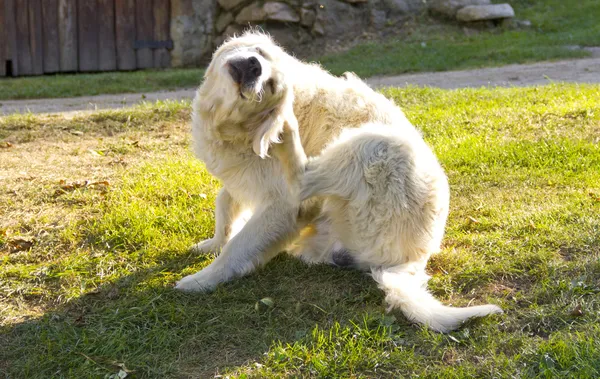 Złoty pies myśliwski pies drapie — Zdjęcie stockowe