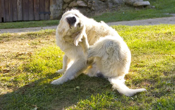 Golden retriever σκύλου ξύσιμο Royalty Free Εικόνες Αρχείου