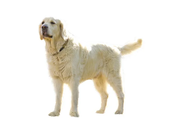 Gyllen gjenfinnende hund isolert i hvitt – stockfoto