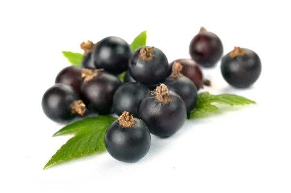 Black currants with leaves — Stock Photo, Image