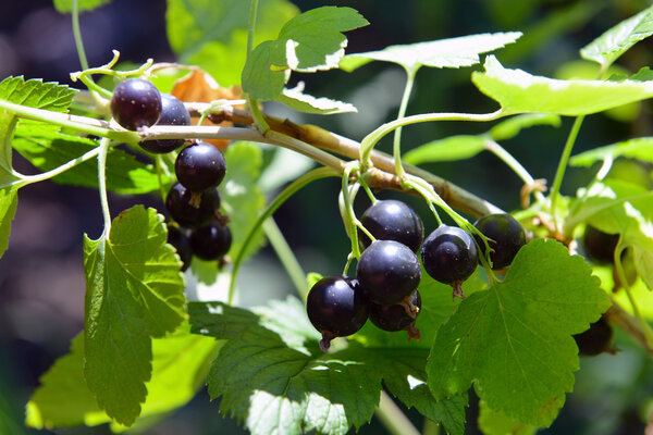 Black currant on a branch