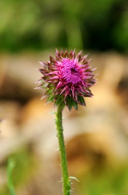 Thistle çiçek