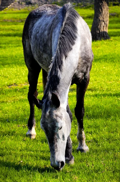 stock image Horse on a meadow