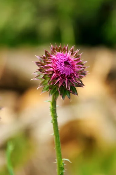 Thistle квітка — стокове фото