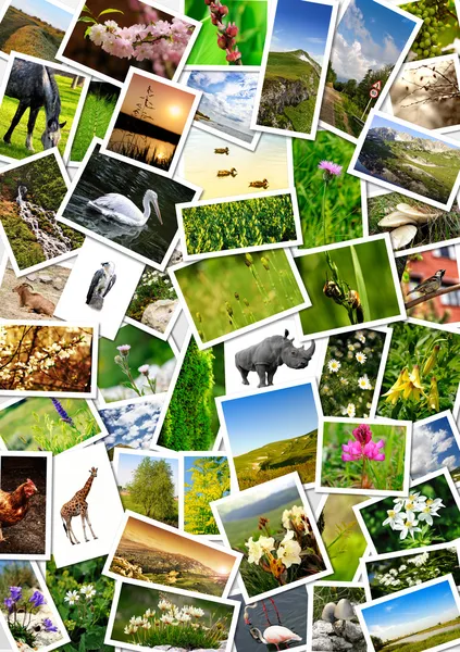 Collage sobre un tema la naturaleza —  Fotos de Stock