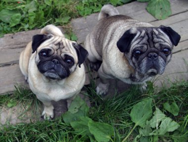 Pugs clipart