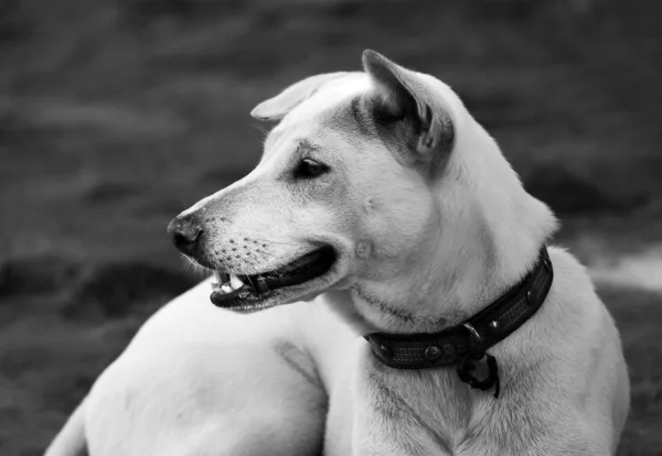 Aufmerksamer weißer Hund — Stockfoto