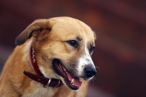 Portrét běžící pes — Stock fotografie