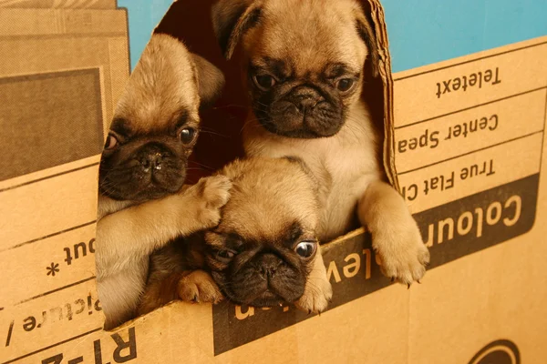 Pequenos pugs — Fotografia de Stock