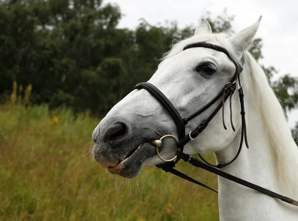 Retrato cavalo branco — Fotografia de Stock