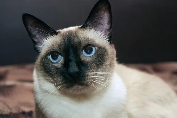 Σιαμέζα γάτα — Φωτογραφία Αρχείου