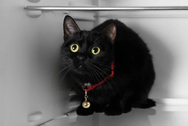 Όμορφη μαύρη γάτα — Φωτογραφία Αρχείου