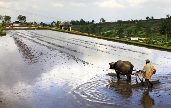 บาหลี เกษตรกร — ภาพถ่ายสต็อก