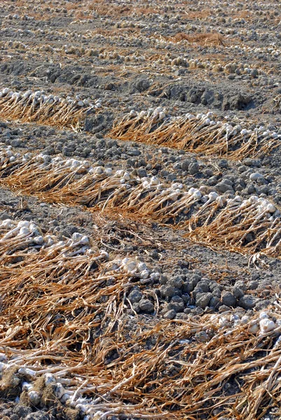 在太阳在土壤干燥的有机耶林 — 图库照片