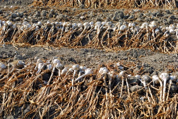 Asciugatura biologica dell'aglio al sole sul terreno — Foto Stock