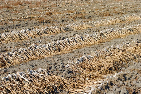 有機ニンニクは、土壌、太陽で乾燥 — ストック写真
