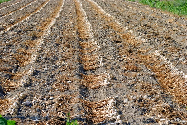 Szárítás a nap át a talaj szerves fokhagyma — Stock Fotó