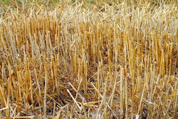 Wheat straw in the field after harvest time — Stock Photo, Image