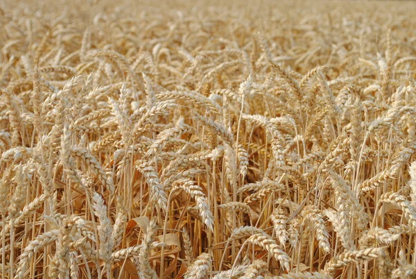 Wheat in the field ready for harvest — Stock Photo, Image