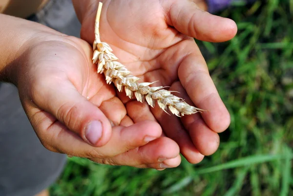 Le mani di bambino tengono una spiga di grano — Foto Stock