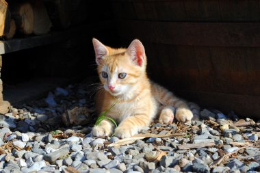 One month old orange kitten resting on the ground clipart