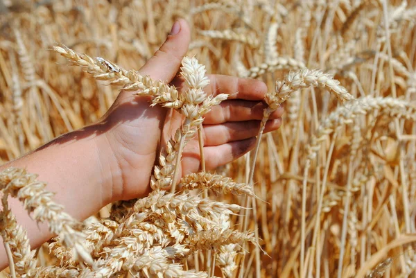 Kid hand brushes ears of wheat in the field — Stock Photo, Image