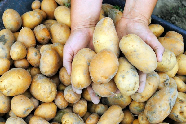 Kadın el organik patates bahçesinde tutmak. — Stok fotoğraf