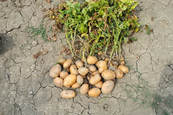 Batatas orgânicas sobre o solo no jardim — Fotografia de Stock