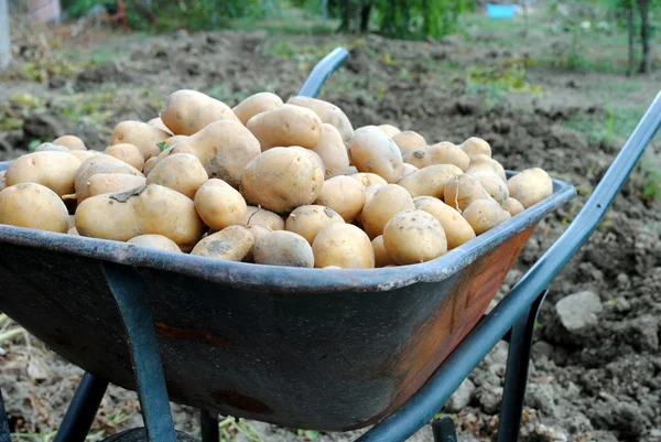 Organic potatoes into a wheel barrow in the garden — Stock Photo, Image