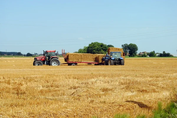 Los tractores cargan fardos de heno en tierras de cultivo —  Fotos de Stock