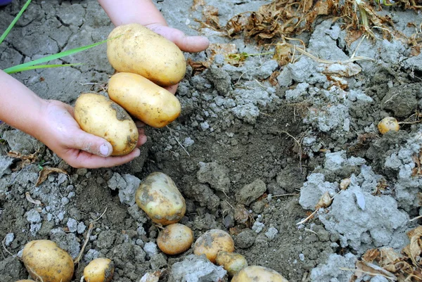 Le mani di bambino tirano fuori patate biologiche da terreno — Foto Stock