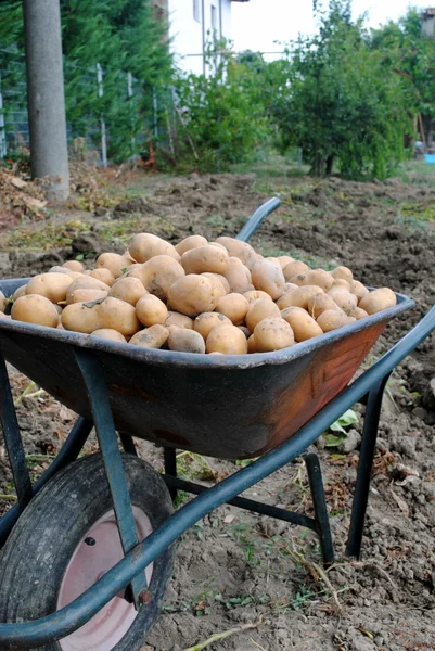 Biokartoffeln in der Schubkarre im Garten — Stockfoto