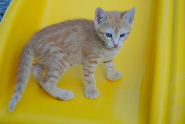 Jeden měsíc starý oranžové kotě na žluté křeslo — Stock fotografie