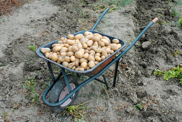 Patatas ecológicas en una carretilla en el jardín —  Fotos de Stock