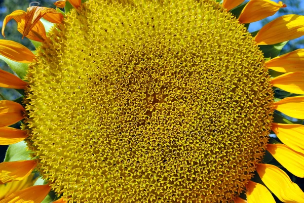 Vysoké rozlišení zblízka slunečnice — Stock fotografie