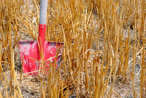 Red shovel in a wheat field — Stock Photo, Image