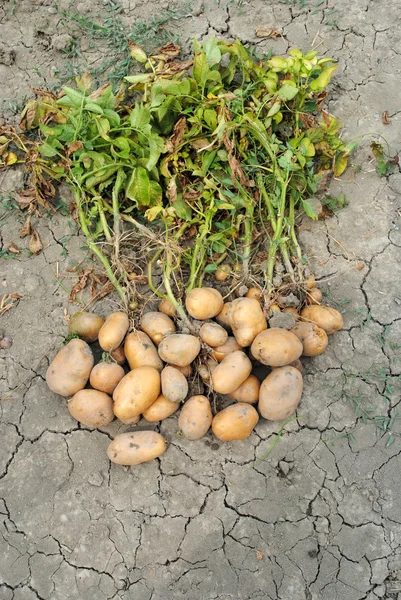 Органо-картоплі — стокове фото